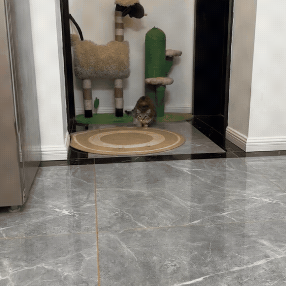 PawBeam