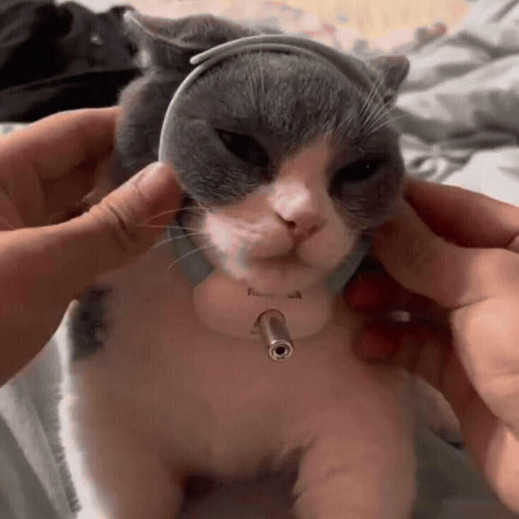 PawBeam