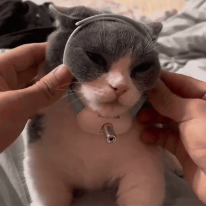 PawBeam